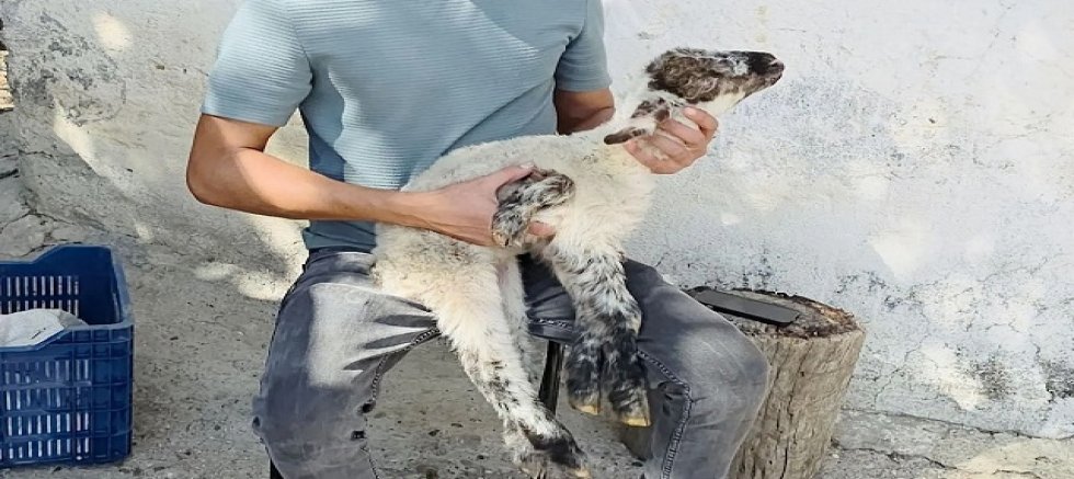 Manavgat'ta beş bacaklı kuzu doğdu!