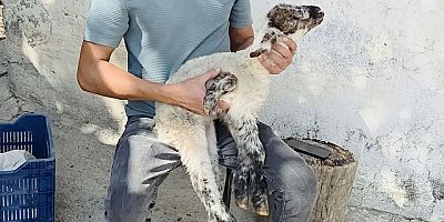 Manavgat'ta beş bacaklı kuzu doğdu!