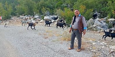 Yerli üretici desteklenmezse damızlık düveler kesime gider