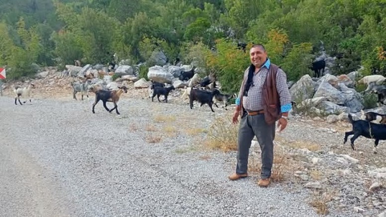 Yerli üretici desteklenmezse damızlık düveler kesime gider